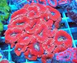 Red Frost Acan 