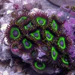 Zoanthids Gumby 