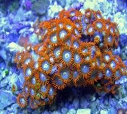 Fire And Ice Zoanthids