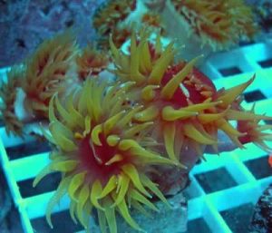 LPS, Palythoa Coral Fat Head Dendros