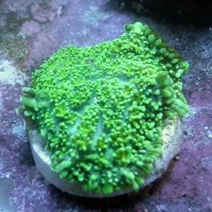 Ricordea Coral Green Rhodactis