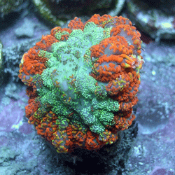 Ricordea Coral Superman Rohodactis