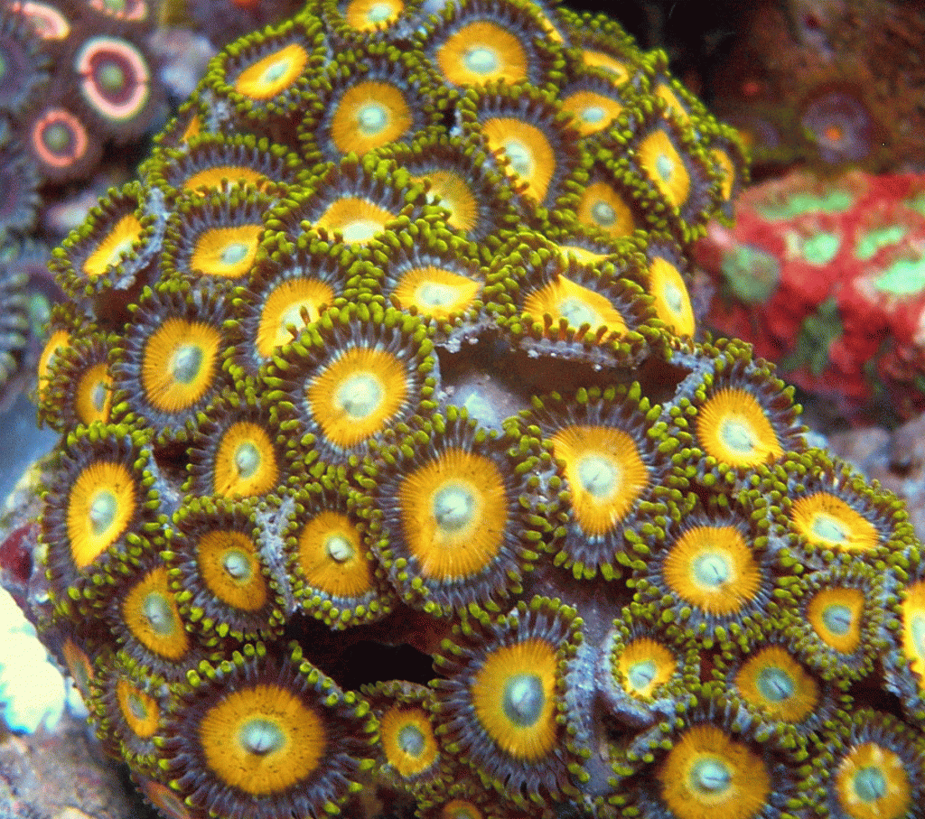 Zoanthids Scrambled Egg Zoanthids Frags RK