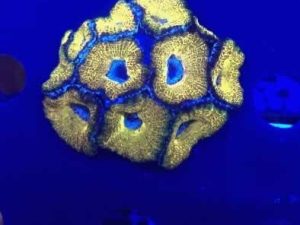Pure Gold Acan