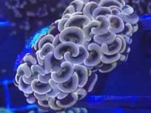 WYSIWYG Corals