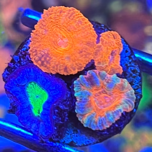 Acan Combo