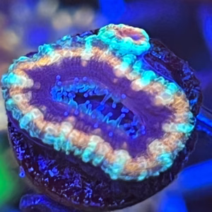 Blue Rim Acan