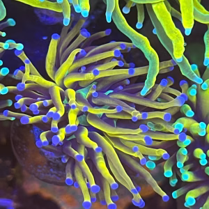 Blue Tip Gold Torch