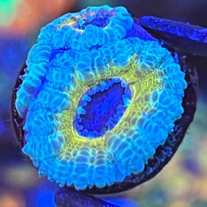 Teal Blue Acan