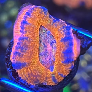 ultra acan