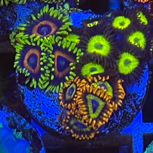 zoanthid combo