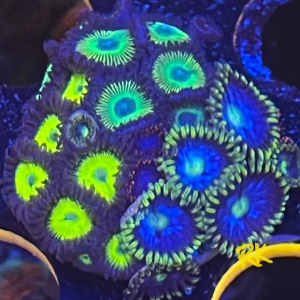 zoanthid combo
